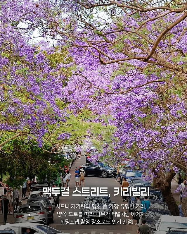 호주의 벚꽃 자카란다 | 인스티즈
