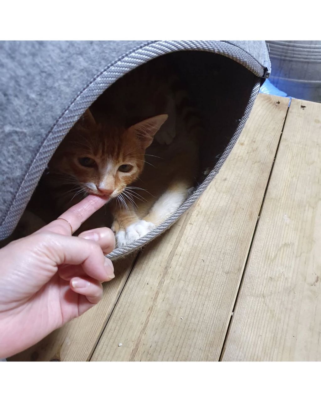 좀비딸에 나오는 고양이 | 인스티즈