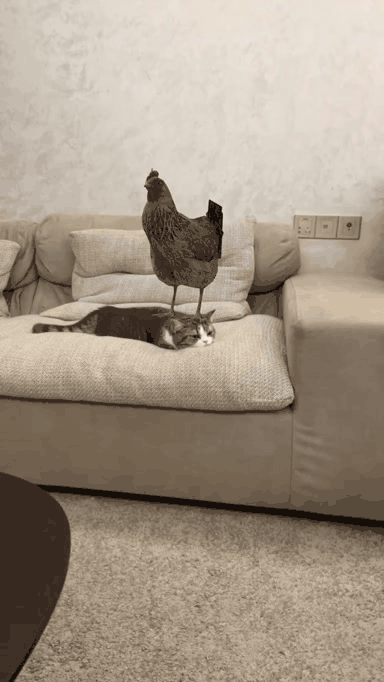 냥생이 지루한 고양이 | 인스티즈