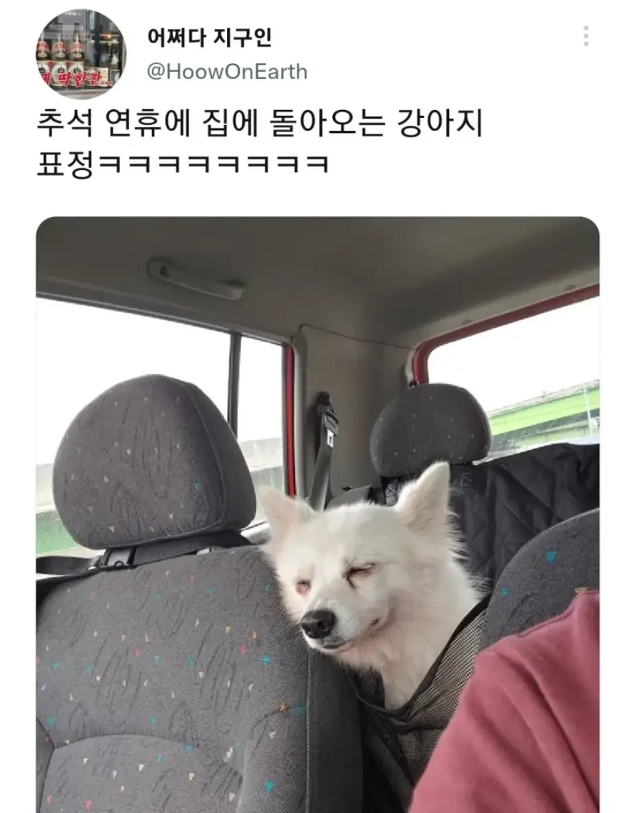 명절 주인보다 먼저 지친 강아지 | 인스티즈