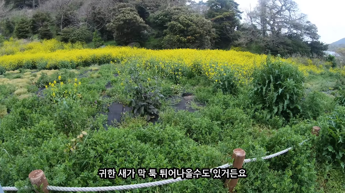 [사진100장스압] 고양이가 자연생태계에 끼치는 심각한 영향 | 인스티즈