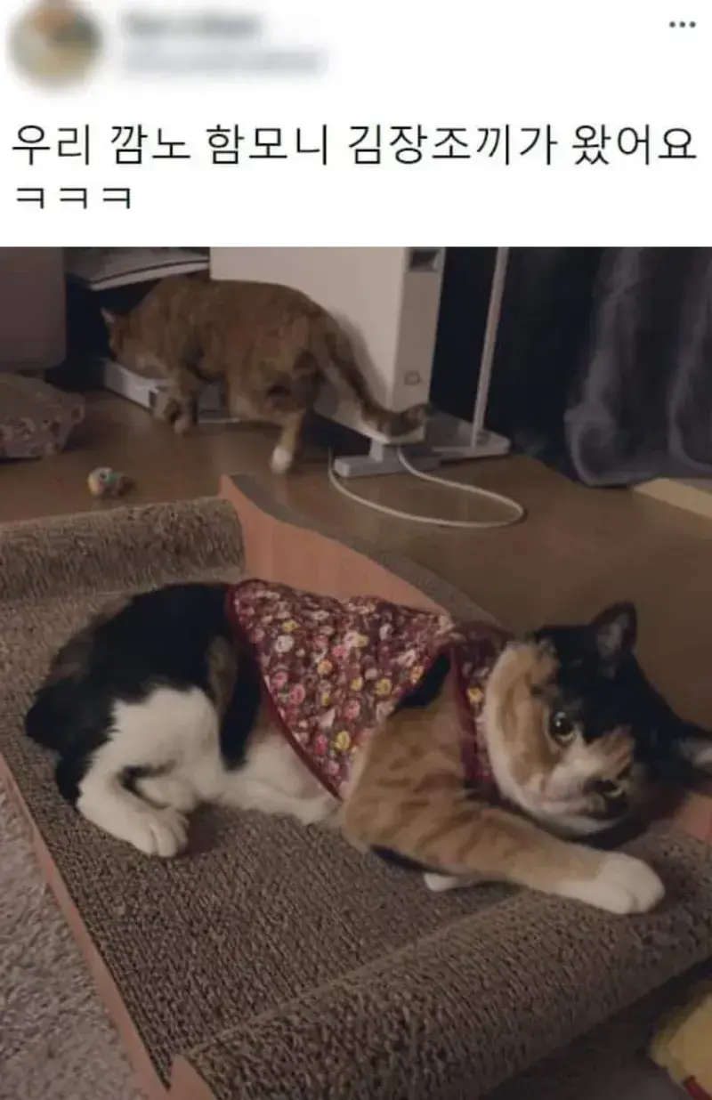요즘 K-고양이 핫템.JPG | 인스티즈