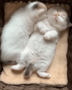 떨어지는 꿈.gif | 인스티즈