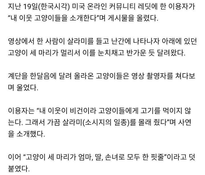 비건주인때문에 강제채식하는 고양이들 | 인스티즈