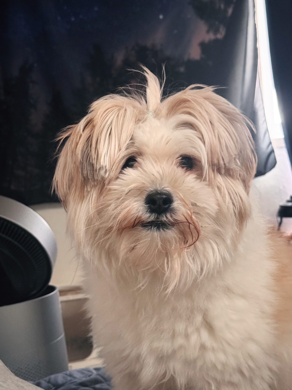 길냥이 길댕이 맘에들면 주워가라길래 주워옴 | 인스티즈