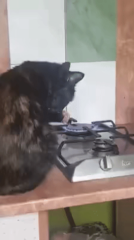 구워먹는 고양이.gif | 인스티즈