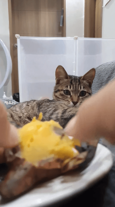 뜨거운걸 만졌을 땐 귀를 잡자.gif | 인스티즈