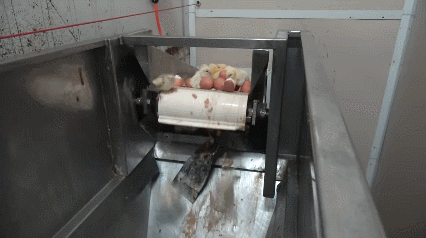 (혐)수컷 병아리의 삶 | 인스티즈