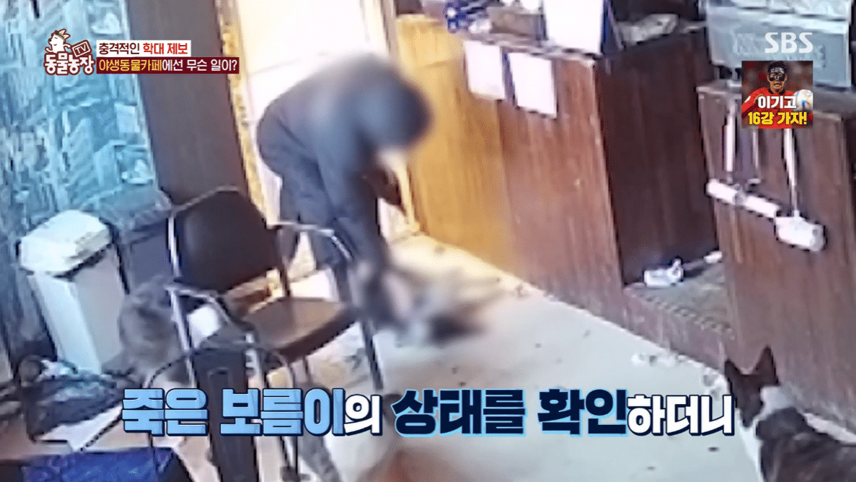 현재 난리난 동물농장에 나온 동물카페 사장.jpg | 인스티즈