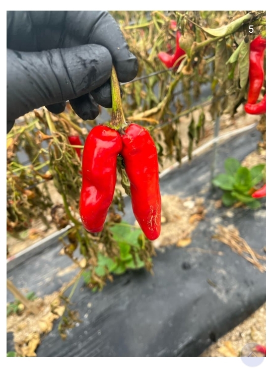 AI창작 갤러리 근황 | 인스티즈