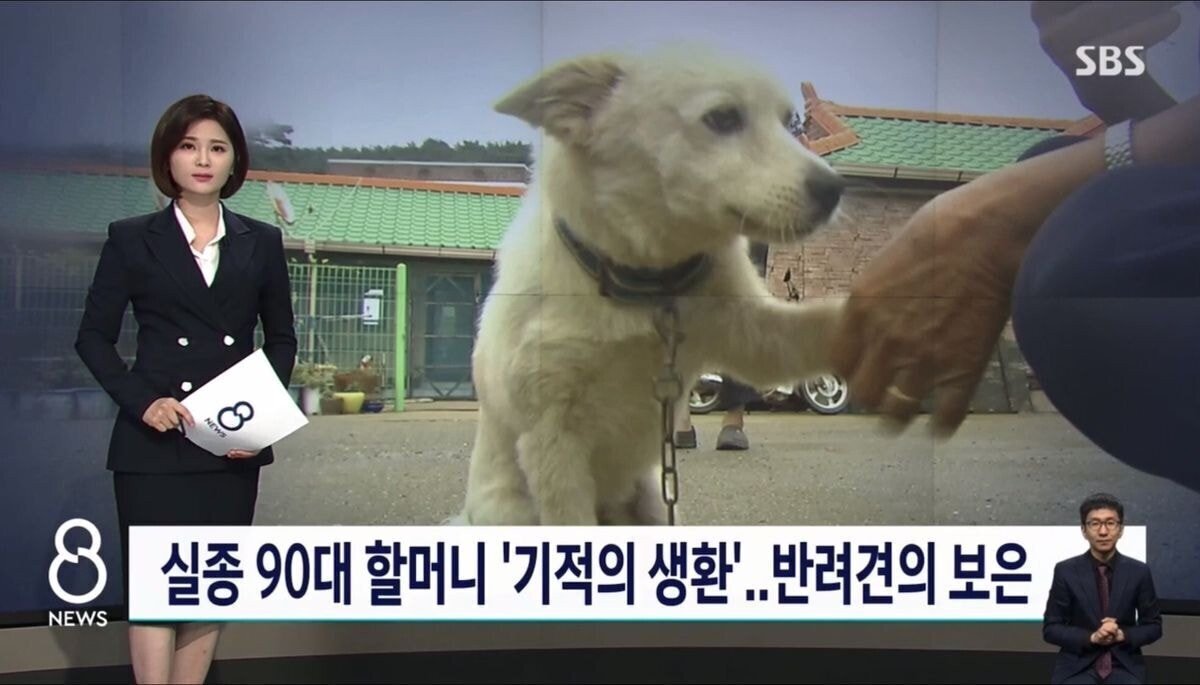 실종된 90대 할머니 살린 댕댕이 | 인스티즈