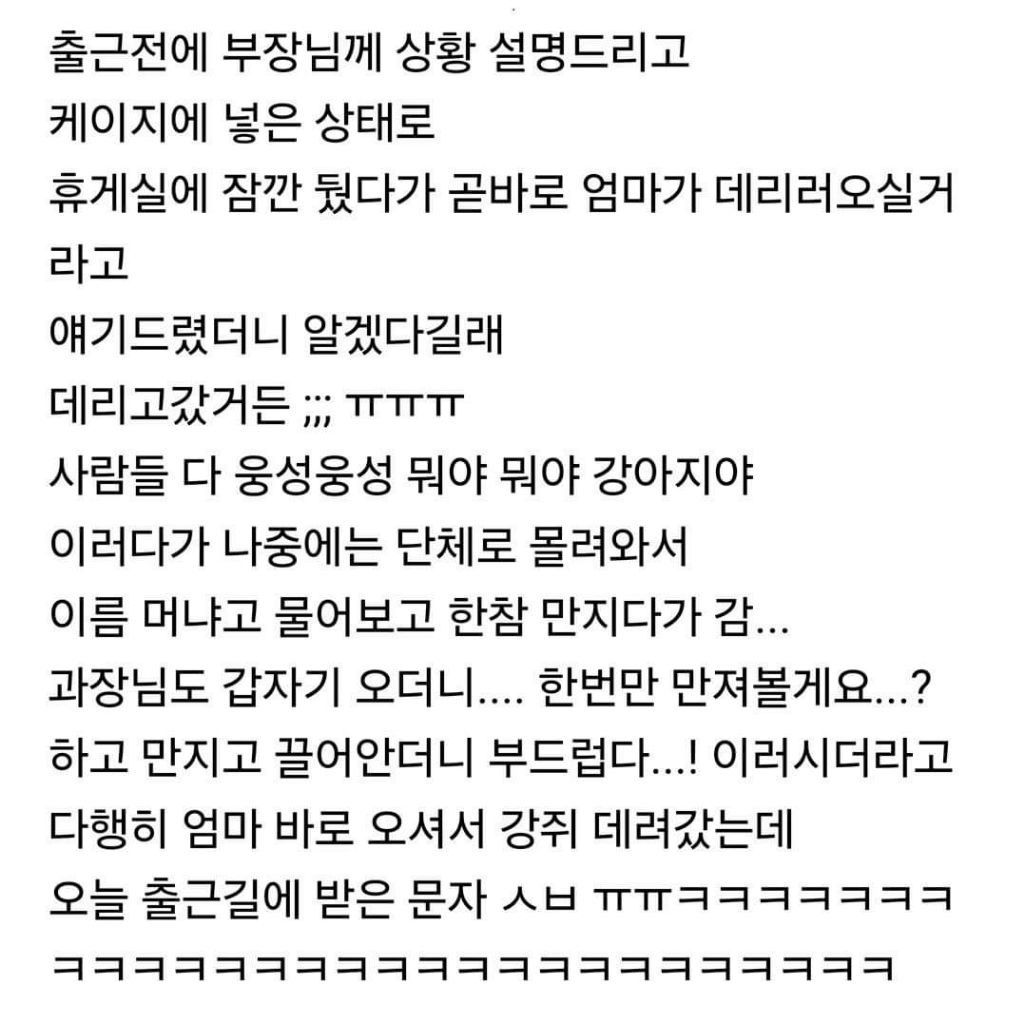 회사에 개인사정때문에 강아지를 데려왔던 직장인 | 인스티즈