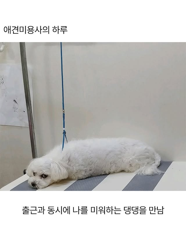 어느 애견미용사의 은밀한 취미 | 인스티즈