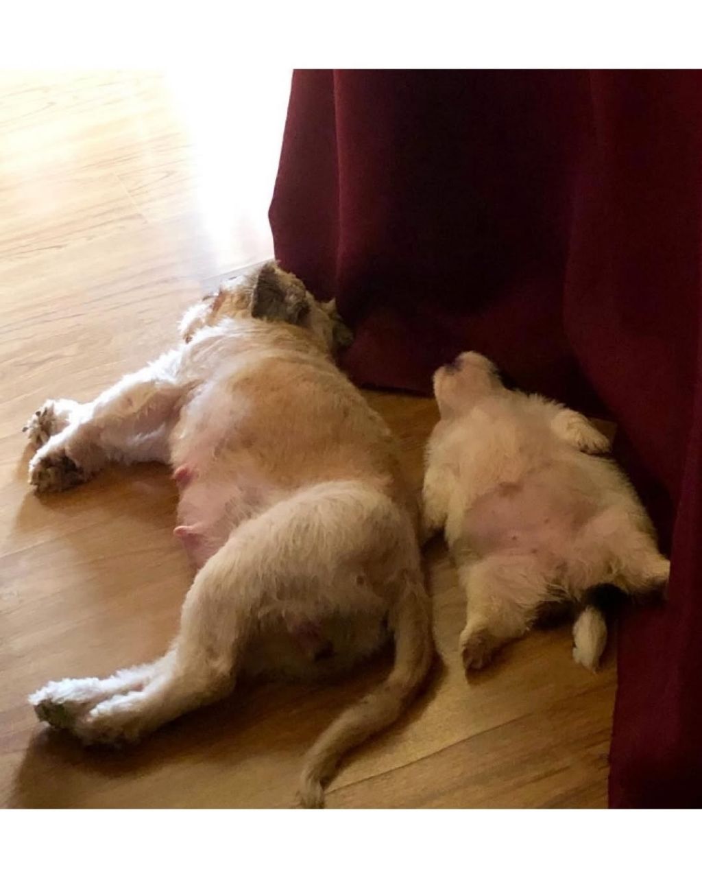 새끼 강아지때만 할수있다는자세 | 인스티즈