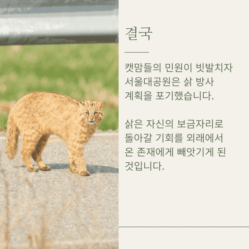 캣맘들 땜에 고통 받는 삵 근황 | 인스티즈