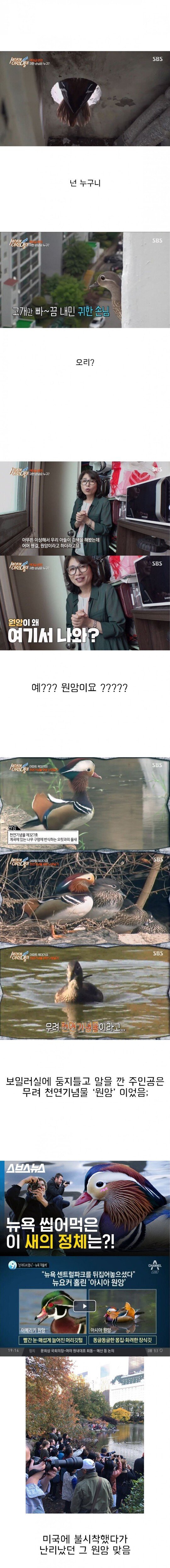 [세상에이런일이] 원앙 새끼 부화 시키기 레전드 ㄷㄷㄷ | 인스티즈