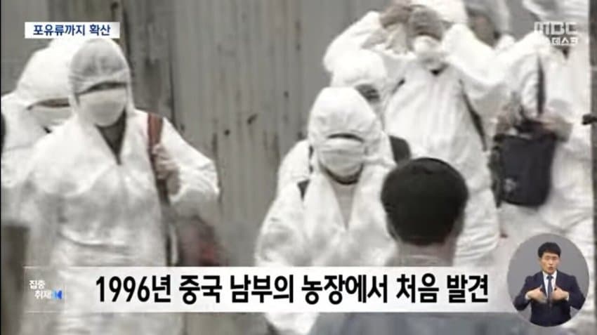 현재 전 세계로 퍼지고 있는 조류 독감.jpg | 인스티즈