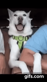 남자만 좋아하는 댕댕이.gif | 인스티즈