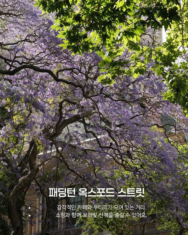 호주의 벚꽃 자카란다 | 인스티즈