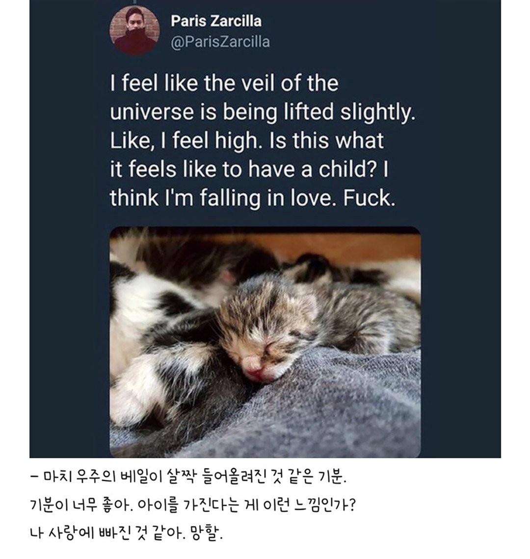 우울증 걸린 사람집에 고양이가 들어옴 | 인스티즈