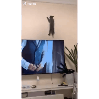 스파이더냥.gif | 인스티즈