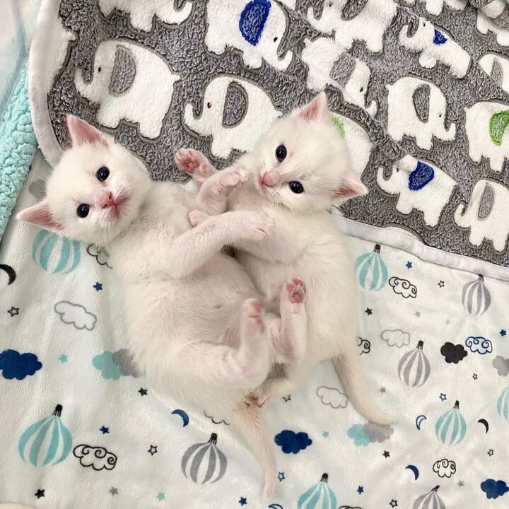 새끼 고양이 .jpg | 인스티즈