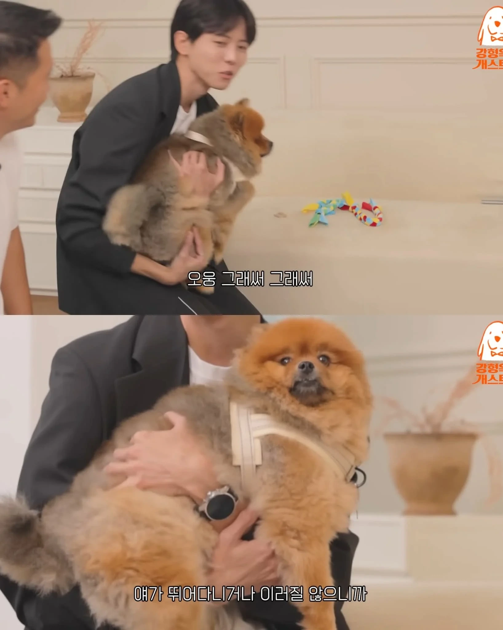 주우재가 키우는 포메 | 인스티즈