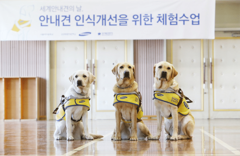 🐶 안내견 공부중입니다! | 인스티즈