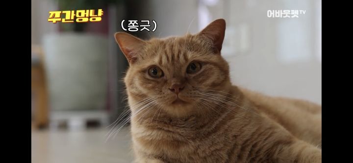 아빠바라기 고양이 | 인스티즈