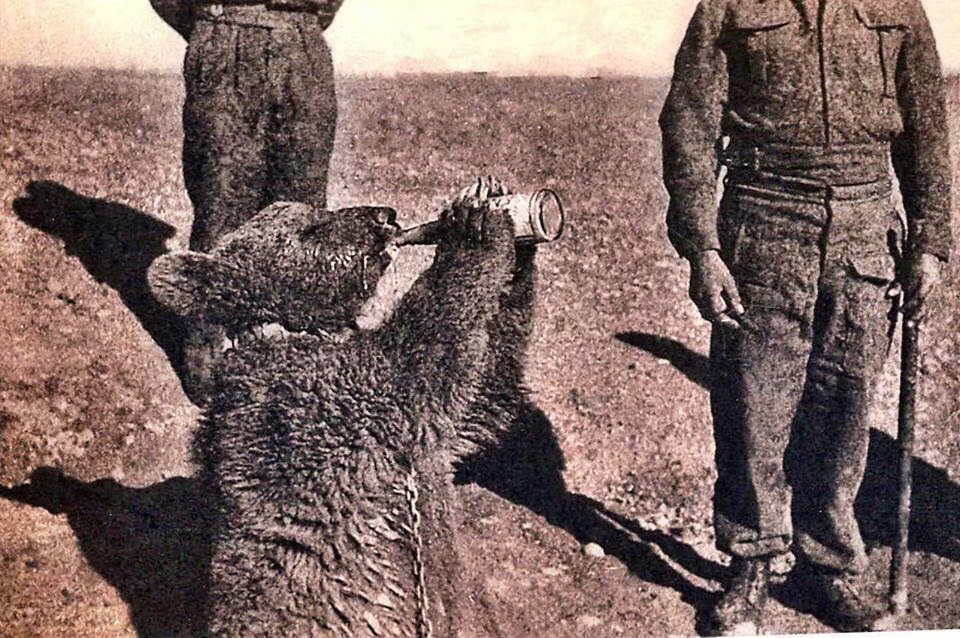 나치에 맞선 폴란드의 전쟁영웅 보이텍 하사 | 인스티즈