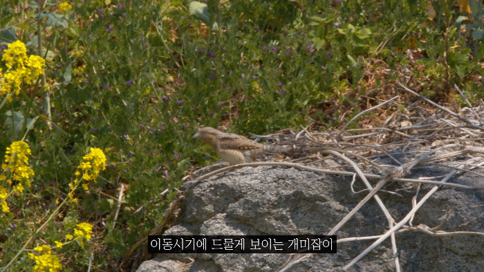 [사진100장스압] 고양이가 자연생태계에 끼치는 심각한 영향 | 인스티즈