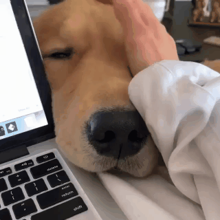 업무방해하는 인절미 | 인스티즈