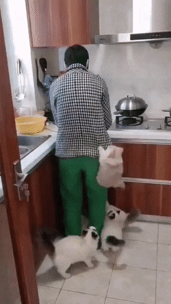 고양이의 등반 | 인스티즈