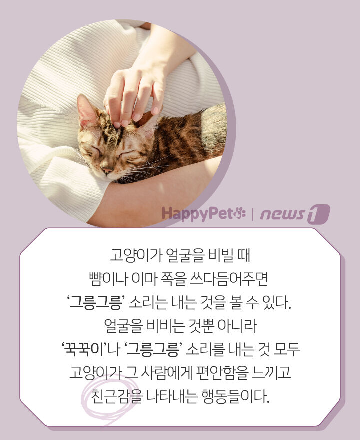 사람 따라다니며 얼굴 비비는 고양이, 왜 그러는 거죠? | 인스티즈