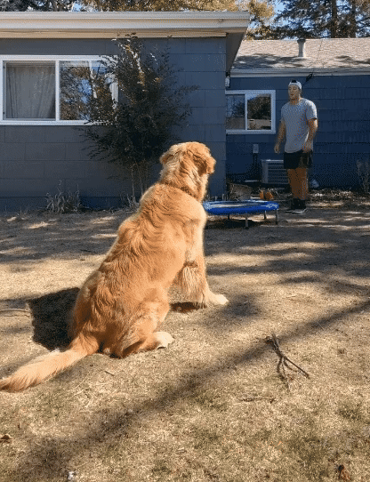주인따라 덤블링하는 골댕이 | 인스티즈