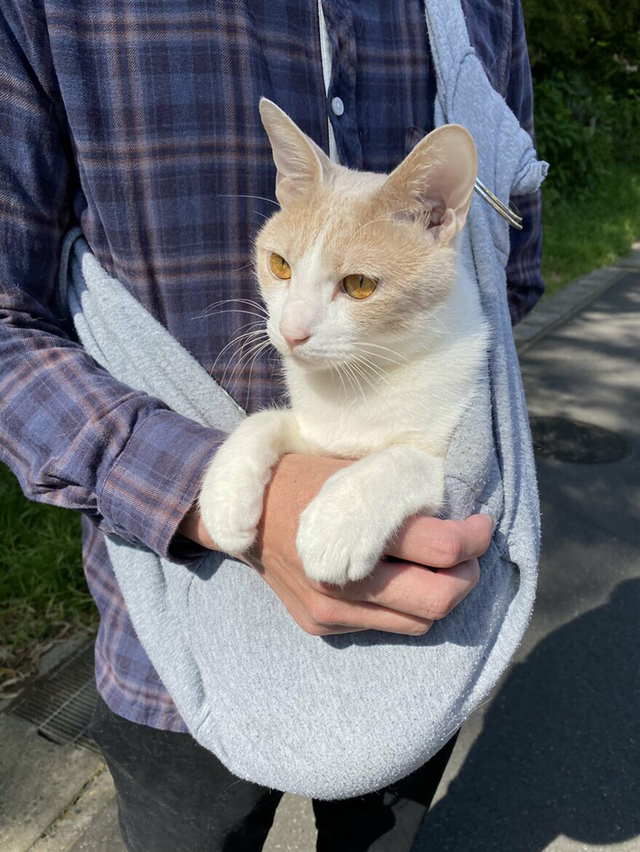 고양이가 산책을 너무 좋아해서 전용 우산까지 마련한 집사 | 인스티즈