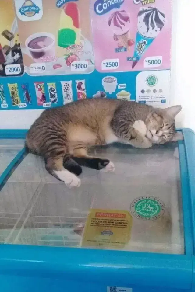 넘추운 고양이 | 인스티즈