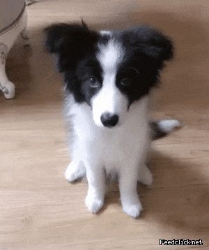 하이파이브가 뭔지 모르는 새끼 브로콜리.gif | 인스티즈