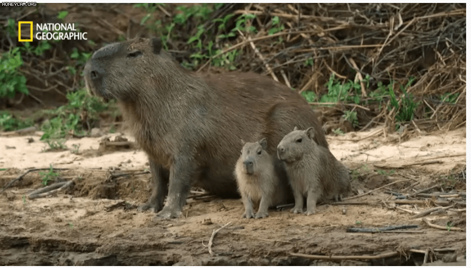 야생 카피바라가 천적인 재규어를 피하는 방법 | 인스티즈