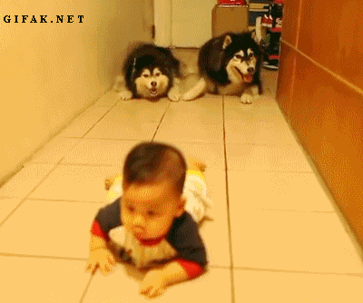 아기따라하는 말라뮤트 | 인스티즈