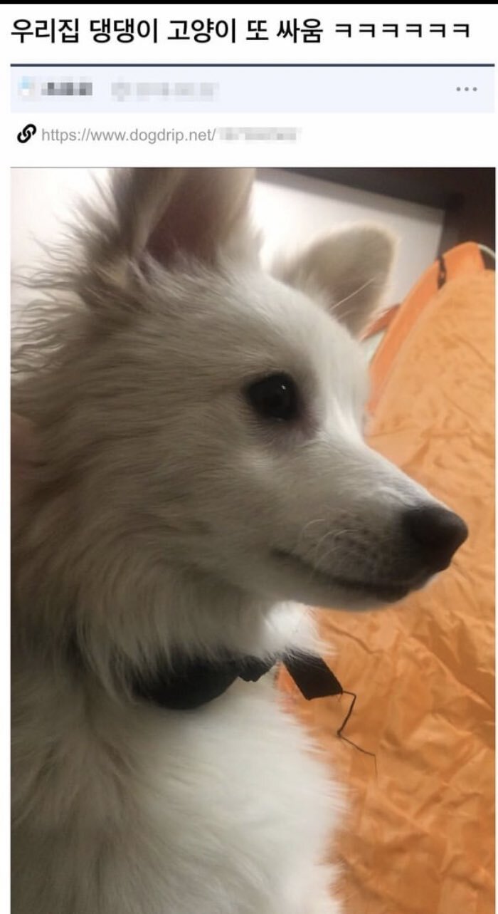 우리집 댕댕이 고앵이랑 또 싸움.JPG | 인스티즈