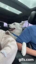 남자만 좋아하는 댕댕이.gif | 인스티즈