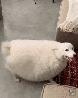 너무 비만 같아 보이는 강아지.gif | 인스티즈