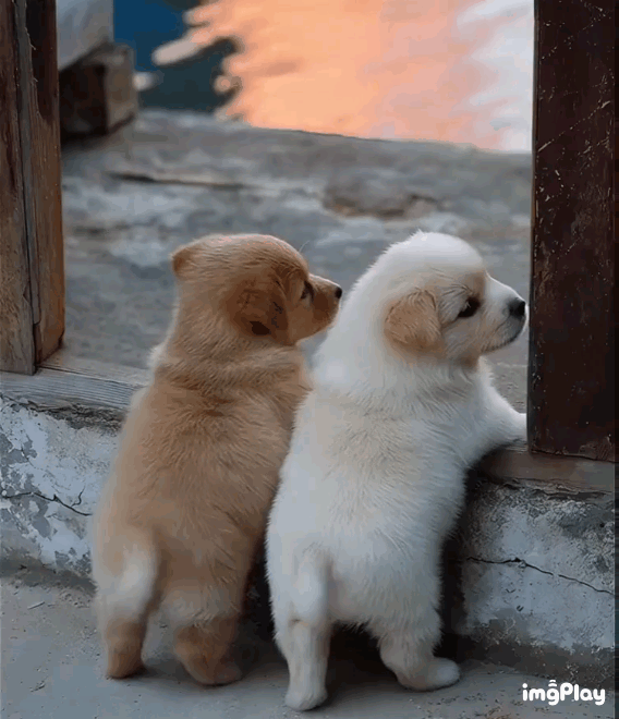 귀여운 똥강아지 | 인스티즈