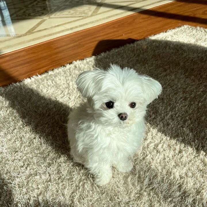 이게 어떻게 11살이야? 아가고만 | 인스티즈