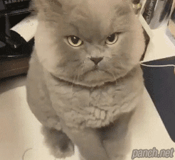 놀리고 싶게 생긴 고양이.gif | 인스티즈