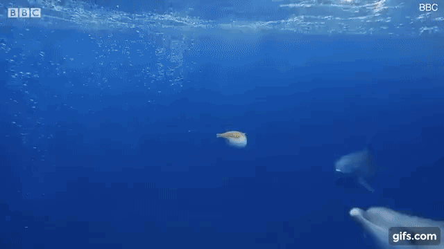 마약을 즐겨한다는 바다 생명체 gif | 인스티즈