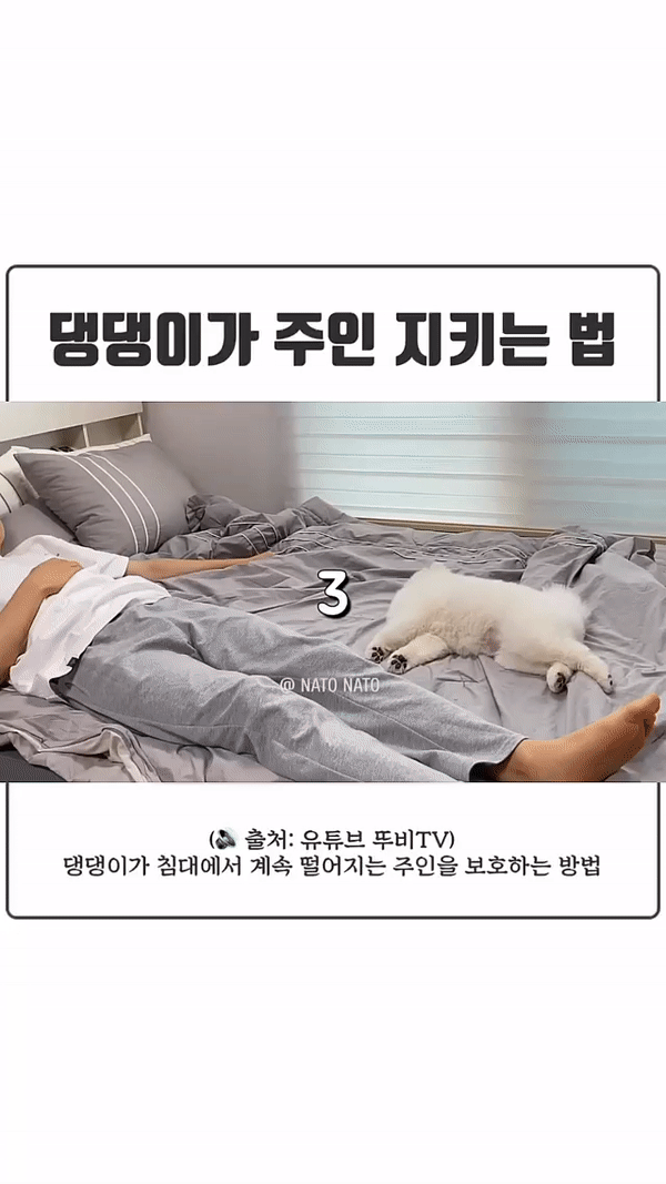 침대에서 자꾸 떨어지는 주인을 본 댕댕이의 반응.gif | 인스티즈