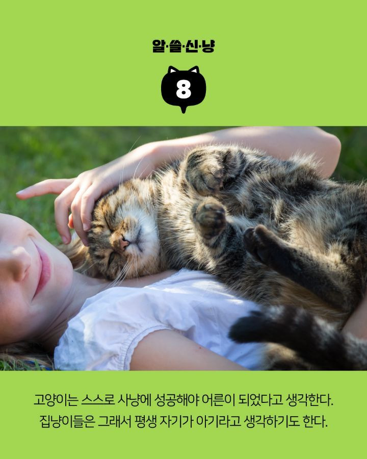 고양이들에 대한 tmi | 인스티즈