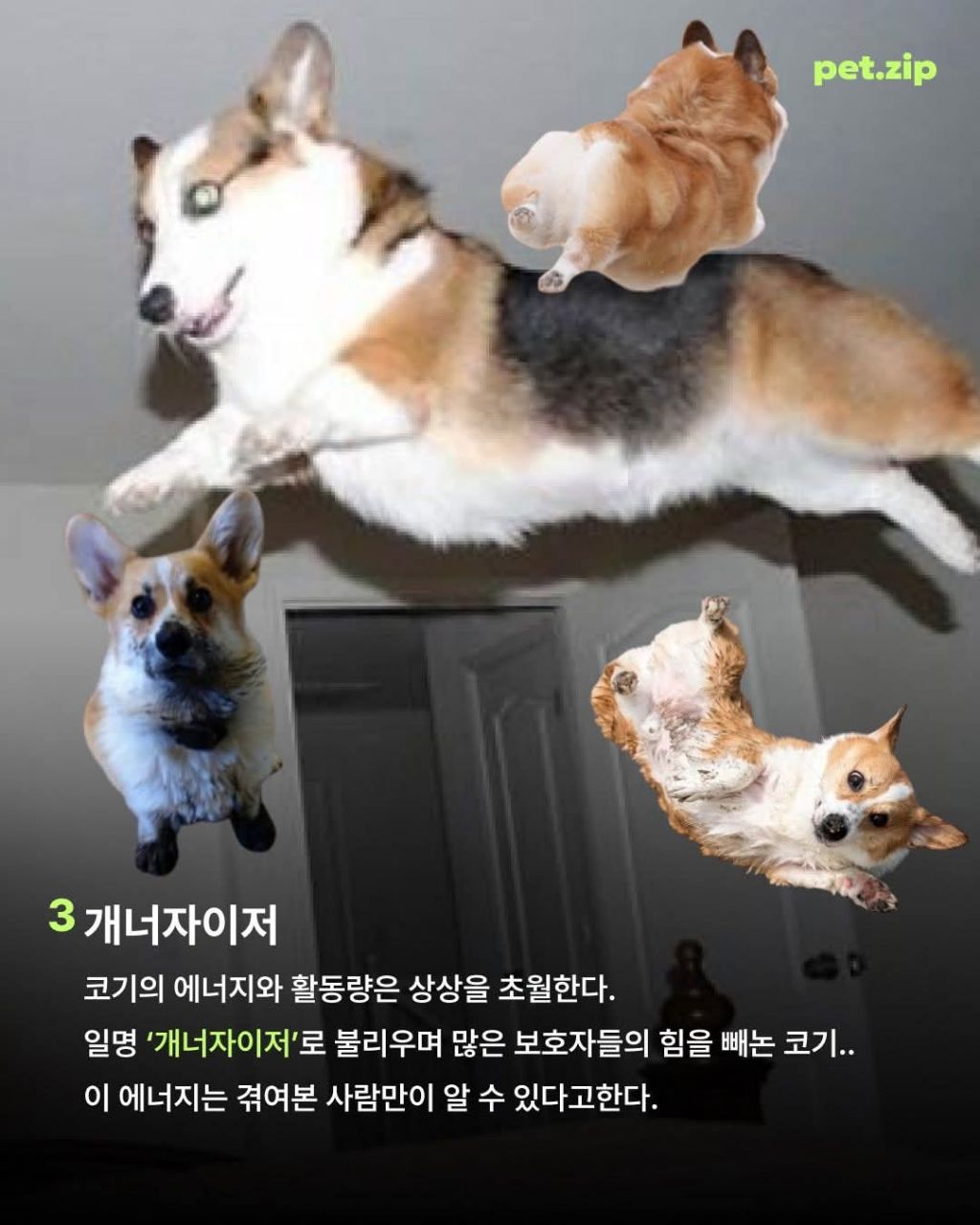 웰시코기가 짱인 이유 | 인스티즈